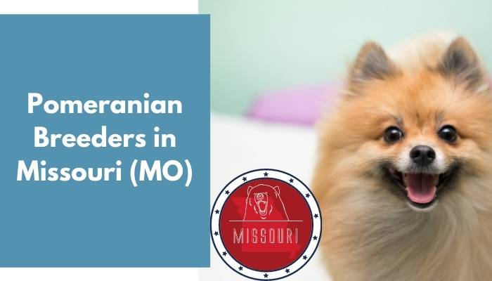 Pomeranian Breeders in Missouri MO