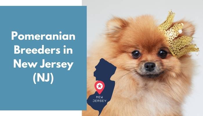 Pomeranian Breeders in New Jersey NJ