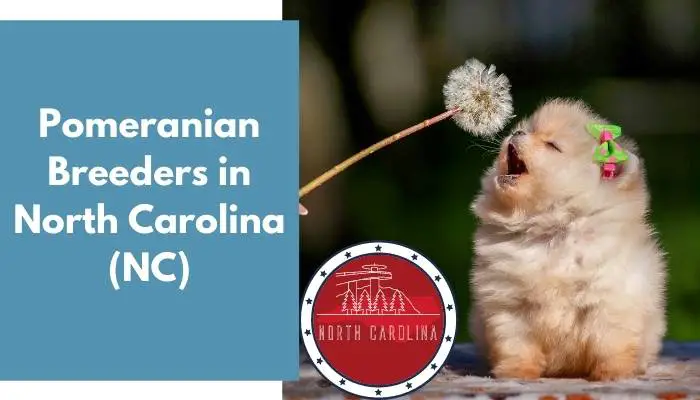 Pomeranian Breeders in North Carolina NC