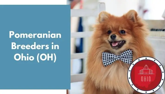 Pomeranian Breeders in Ohio OH