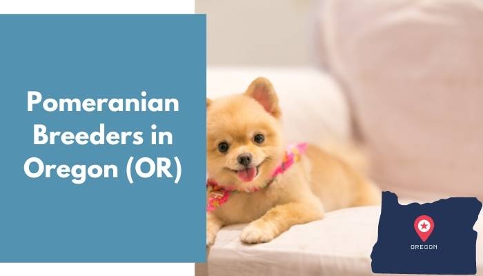 Pomeranian Breeders in Oregon OR