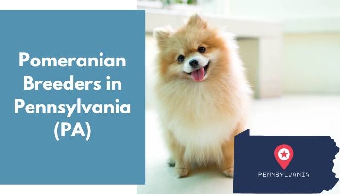 Pomeranian Breeders in Pennsylvania PA