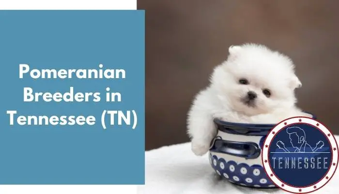 Pomeranian Breeders in Tennessee TN