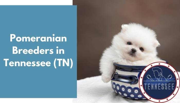 Pomeranian Breeders in Tennessee TN