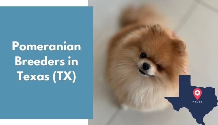 Pomeranian Breeders in Texas TX