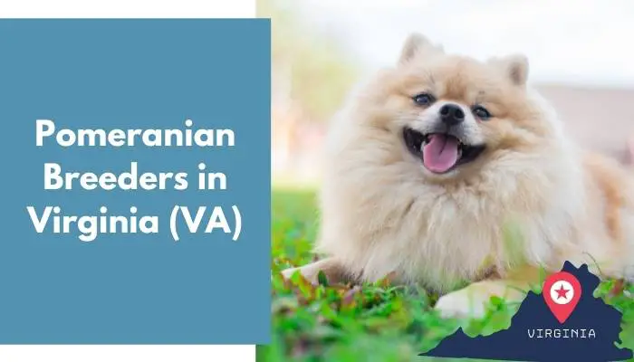 Pomeranian Breeders in Virginia VA