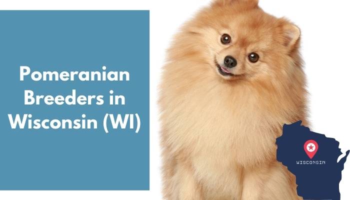 Pomeranian Breeders in Wisconsin WI