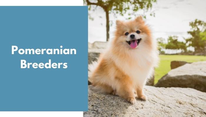 Pomeranian Breeders