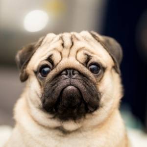 Pug Breeders Category