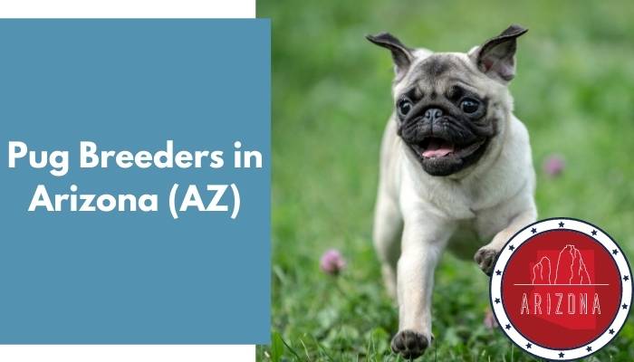 Pug Breeders in Arizona AZ