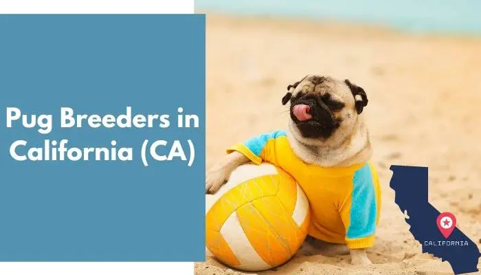 Pug Breeders in California CA