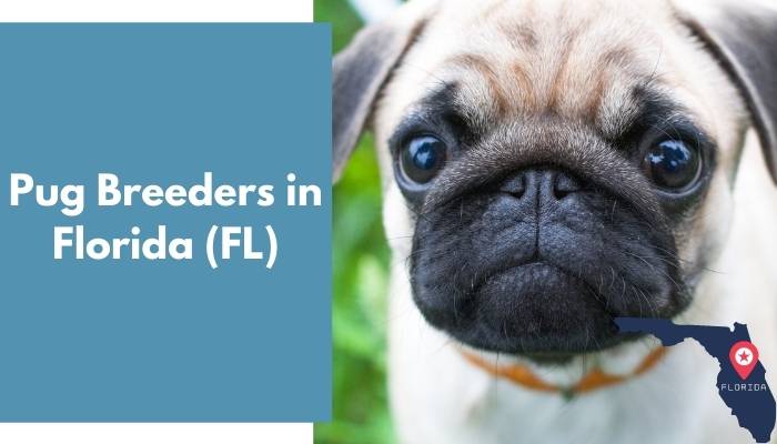 Pug Breeders in Florida FL