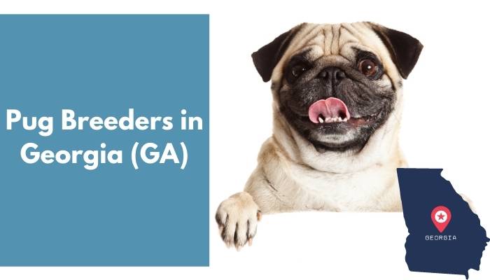 Pug Breeders in Georgia GA