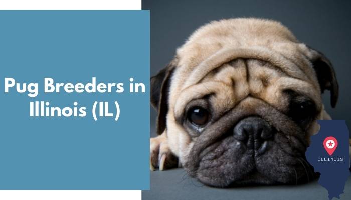 Pug Breeders in Illinois IL