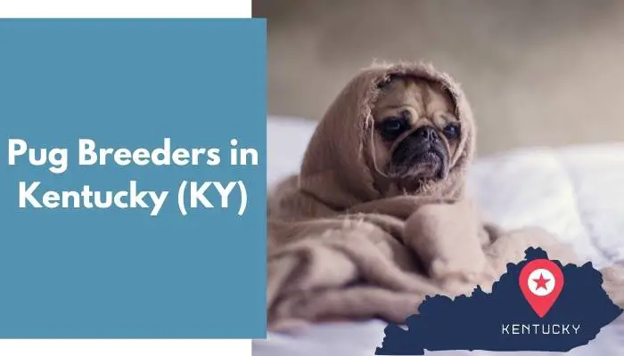 Pug Breeders in Kentucky KY