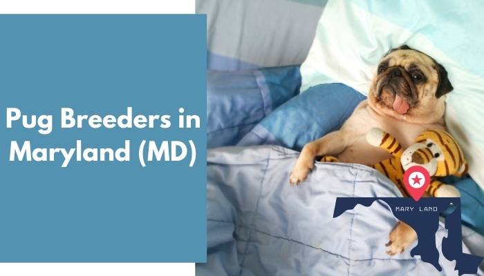 Pug Breeders in Maryland MD