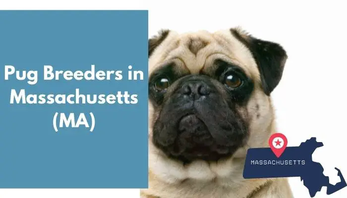 Pug Breeders in Massachusetts MA