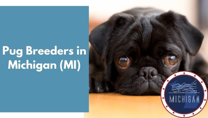 Pug Breeders in Michigan MI