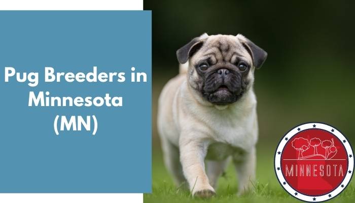 Pug Breeders in Minnesota MN