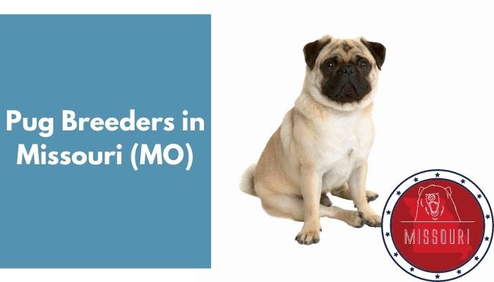 Pug Breeders in Missouri MO