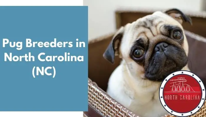 Pug Breeders in North Carolina NC