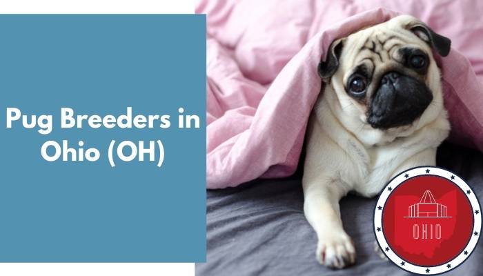 Pug Breeders in Ohio OH