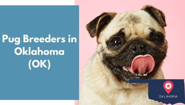 Pug Breeders in Oklahoma OK