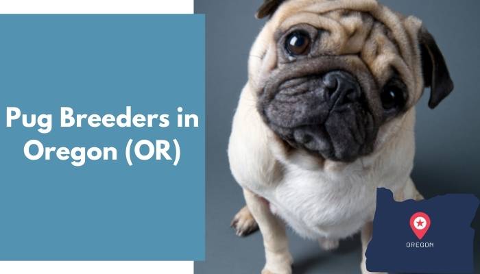 Pug Breeders in Oregon OR