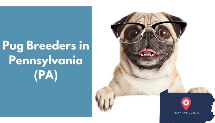 Pug Breeders in Pennsylvania PA