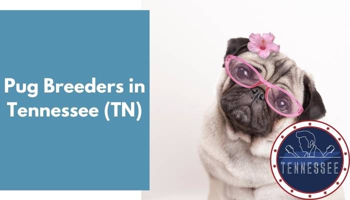 Pug Breeders in Tennessee TN