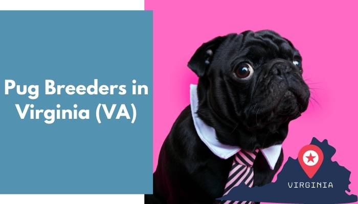 Pug Breeders in Virginia VA