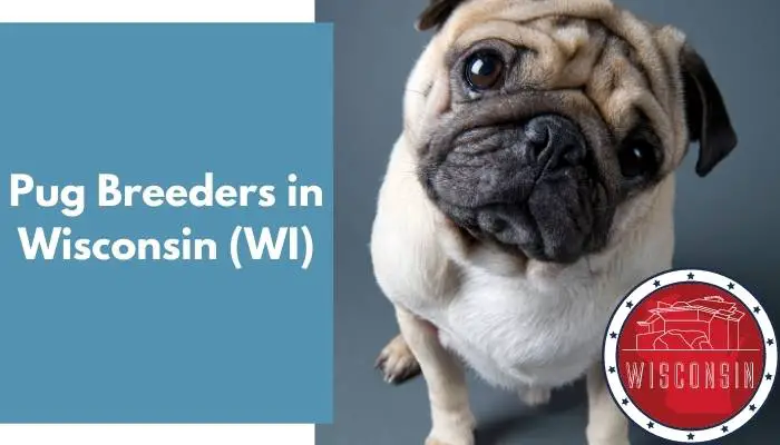 Pug Breeders in Wisconsin WI