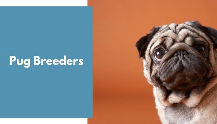 Pug Breeders