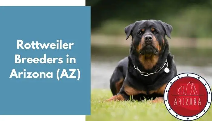 Rottweiler Breeders in Arizona AZ
