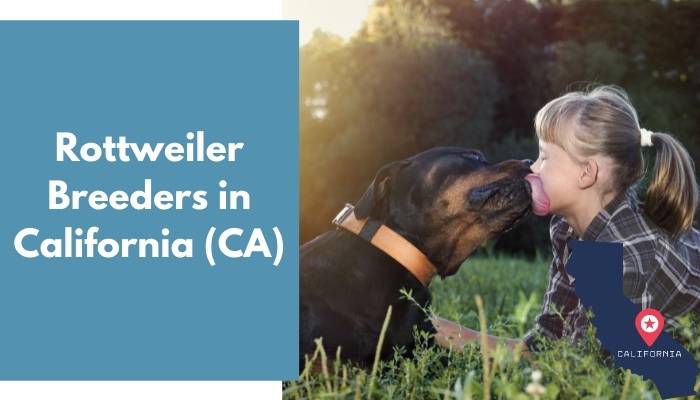 Rottweiler Breeders in California CA