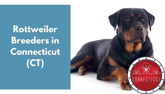 Rottweiler Breeders in Connecticut CT