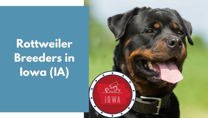 10 Rottweiler Breeders In Iowa Ia Rottweiler Puppies For Sale Animalfate