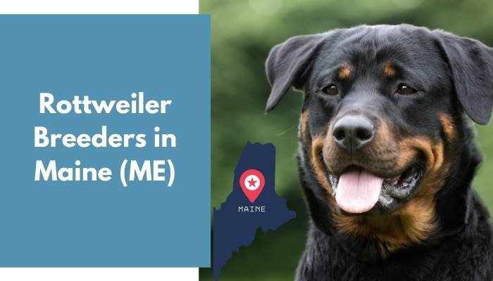 Rottweiler Breeders in Maine ME