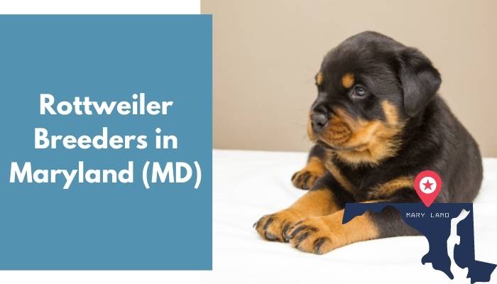 Rottweiler Breeders in Maryland MD