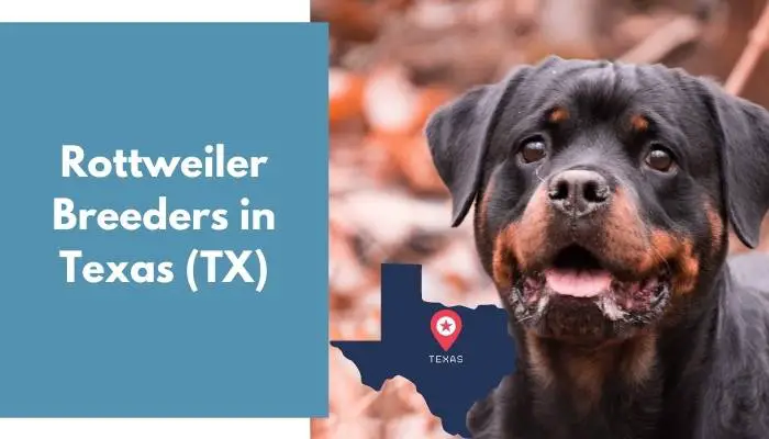 Rottweiler Breeders in Texas TX