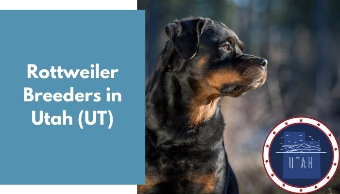 Rottweiler Breeders in Utah UT