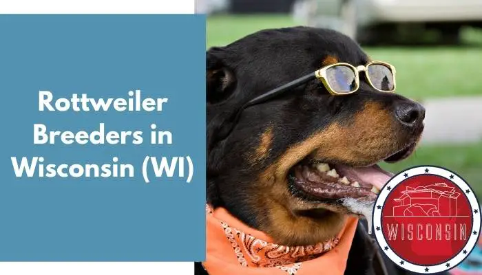 Rottweiler Breeders in Wisconsin WI