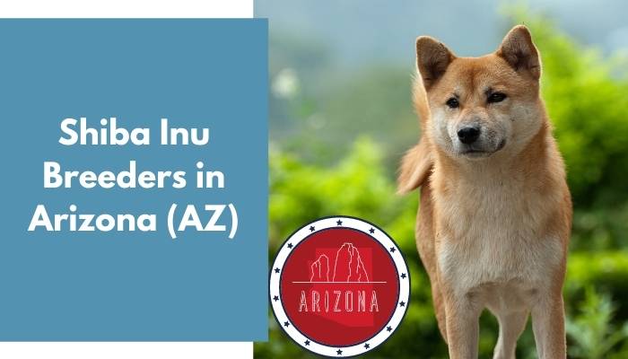 Shiba Inu Breeders in Arizona AZ