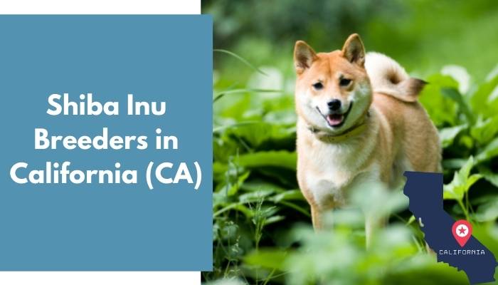 Shiba Inu Breeders in California CA