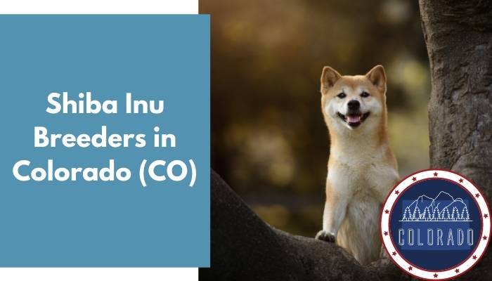 Shiba Inu Breeders in Colorado CO