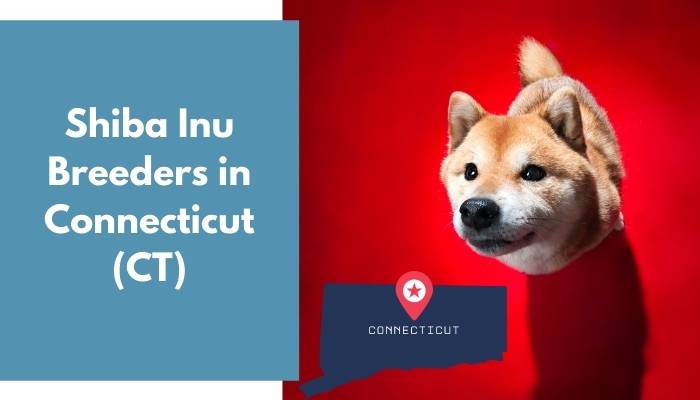 Shiba Inu Breeders in Connecticut CT