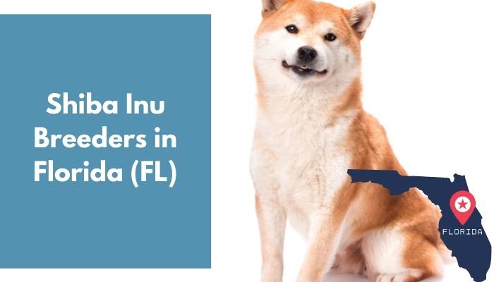 Shiba Inu Breeders in Florida FL