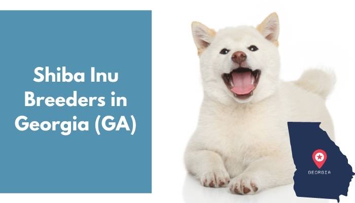 Shiba Inu Breeders in Georgia GA