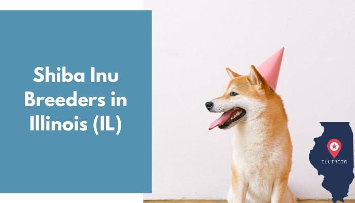 Shiba Inu Breeders in Illinois IL