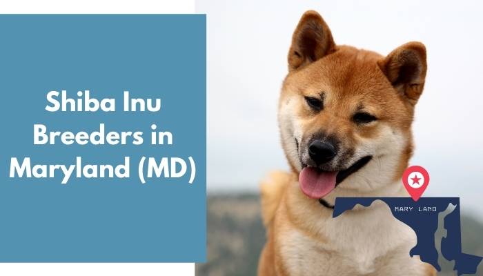 Shiba Inu Breeders in Maryland MD